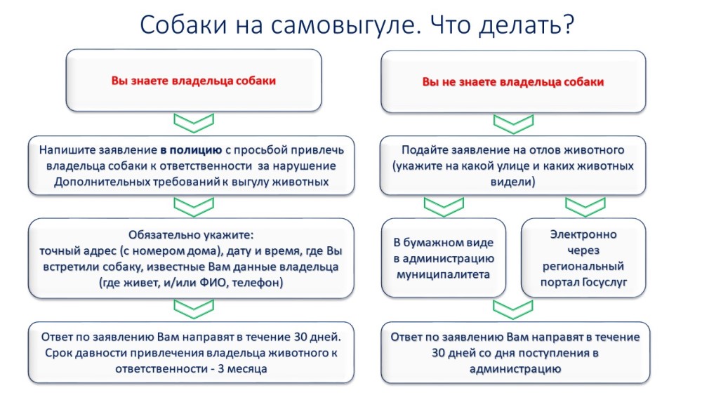 Собака на самовыгуле. Что делать?
