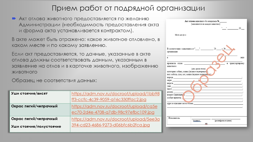 Организация работы по  обращению с животными  без владельцев в органах  местного самоуправления
